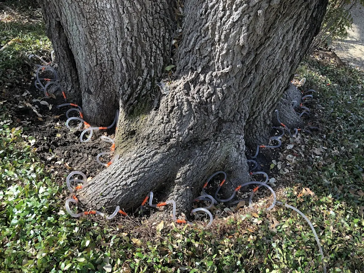 Detailed Tree Cabling and Bracing job site in Dulce